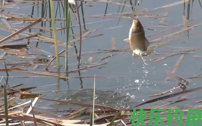 早上几点钓鱼最合适？