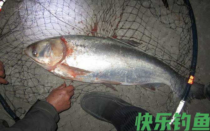 钓鲢鳙鱼一天什么时候最好？