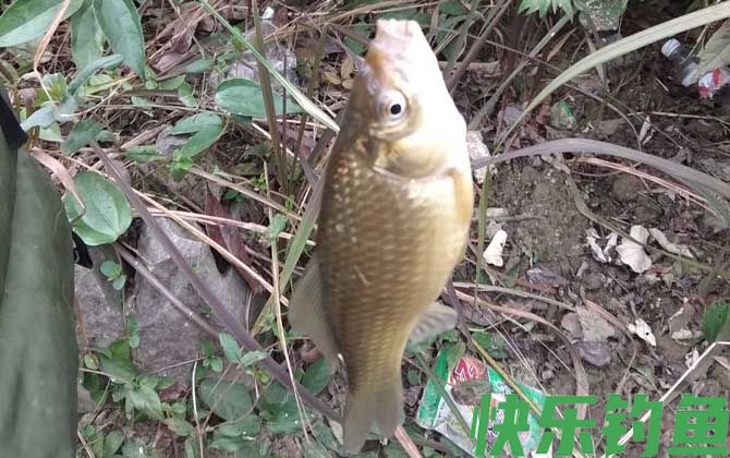 初春野钓鲫鱼调几钓几？