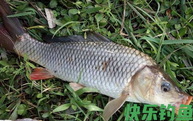 四月份阴天好钓鱼吗？