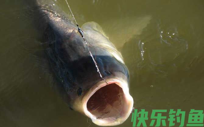 手竿钓鲢鳙的正确方法