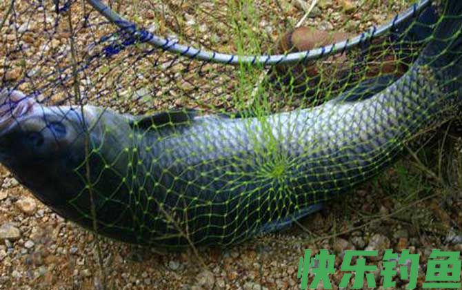 野河钓青鱼怎么钓上鱼快？