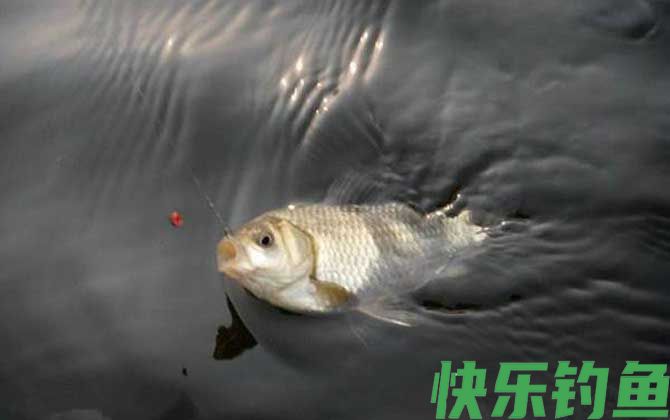 春季钓鲫鱼技巧及注意事项