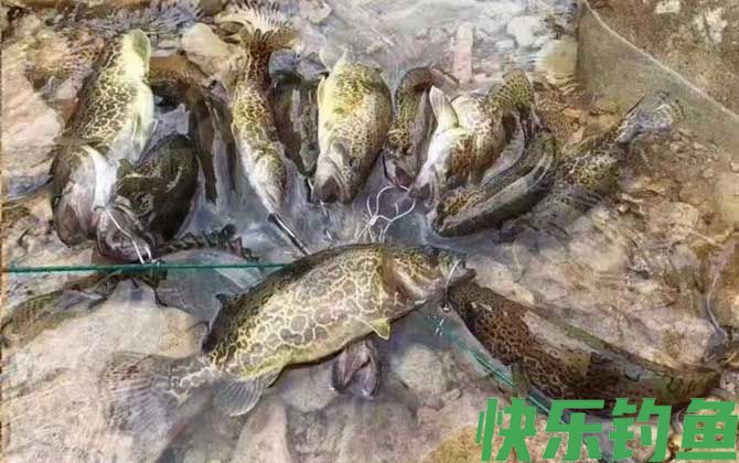 铅头钩钓鳜鱼技巧及注意事项