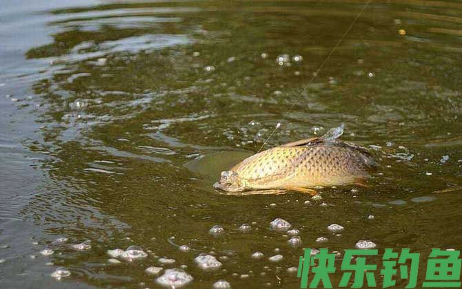 钓鱼打窝有什么技巧?