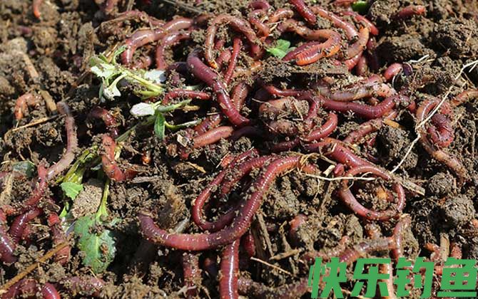 蚯蚓