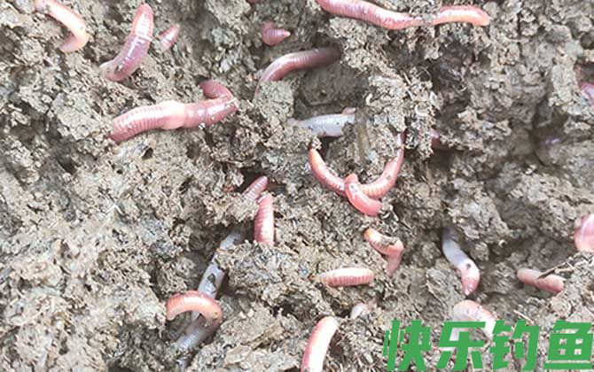 蚯蚓