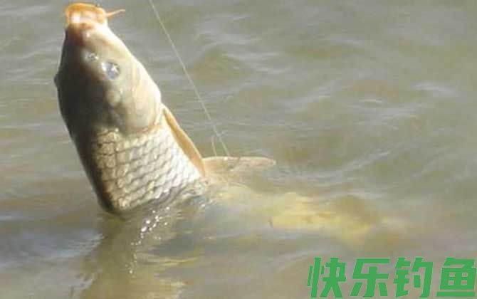 钓鲤鱼