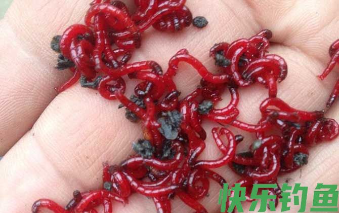 红虫钓鲫鱼