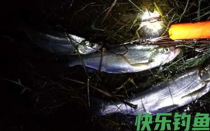 夏天晚上钓鱼