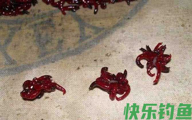 红虫钓鱼