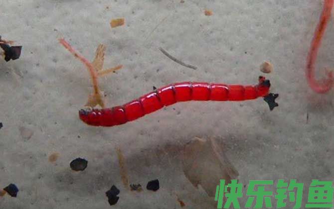 红虫钓鱼