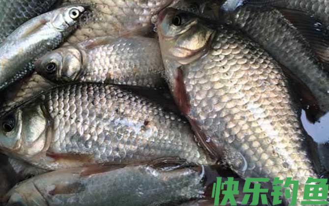 鲫鱼