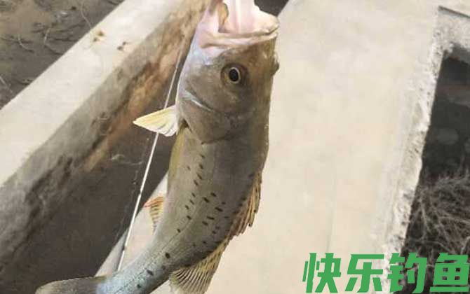 钓鲈鱼