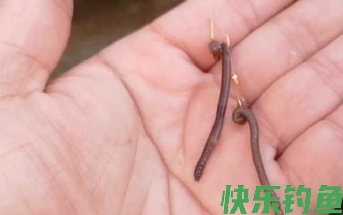 蚯蚓钓鱼