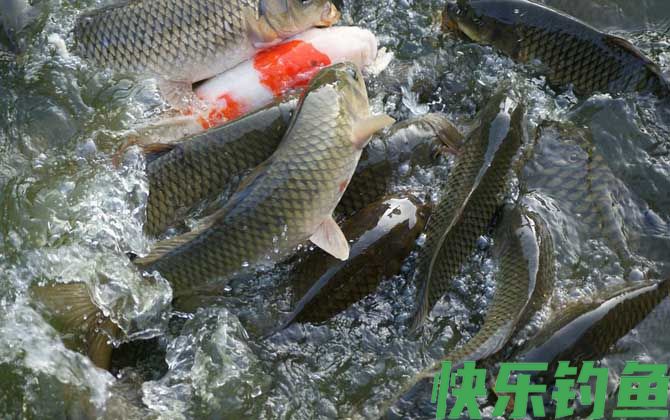 鲤鱼