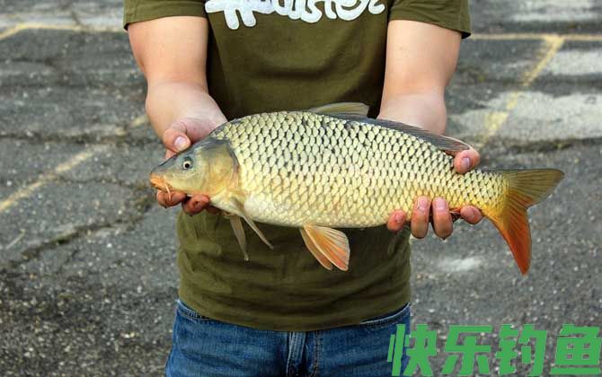 鲤鱼