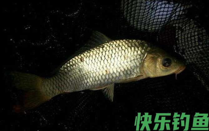 夜钓鲤鱼