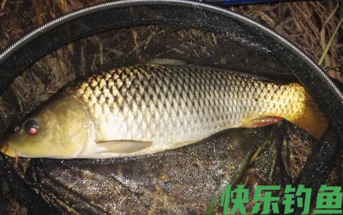 钓鲤鱼