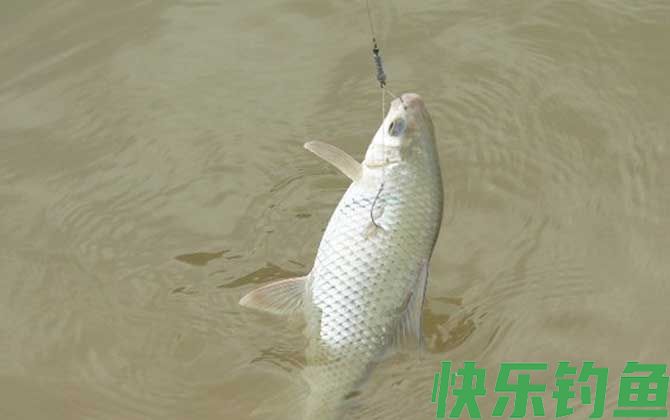 钓鲮鱼