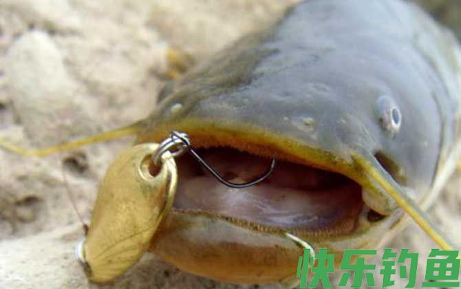 路亚鲶鱼