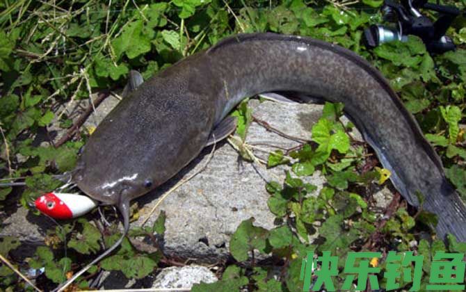 路亚鲶鱼