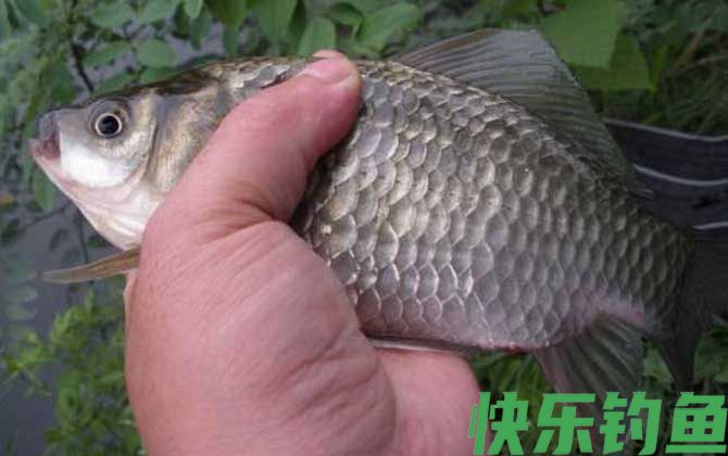 野钓鲫鱼