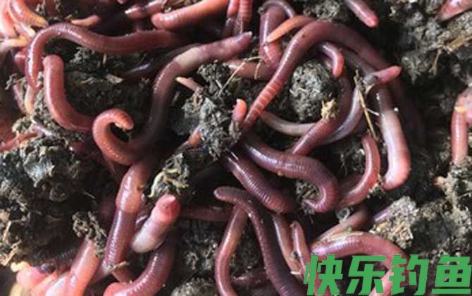 蚯蚓养殖