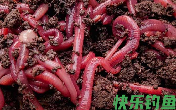 蚯蚓养殖