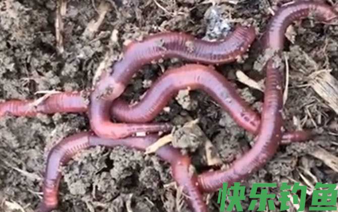 蚯蚓养殖