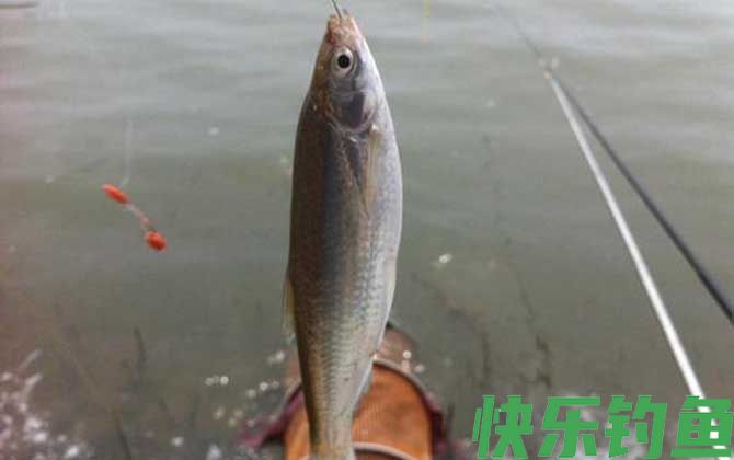 钓白条鱼