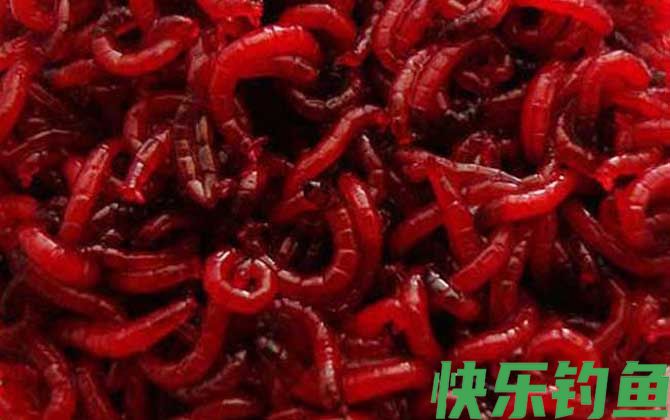 红虫