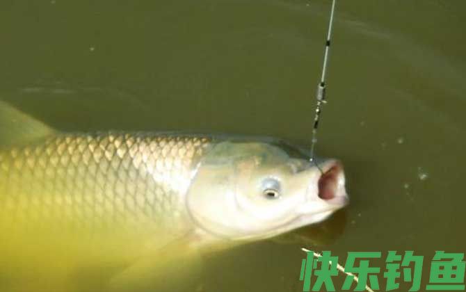 冬季钓草鱼