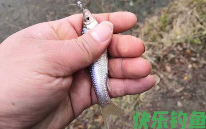 钓麦穗鱼