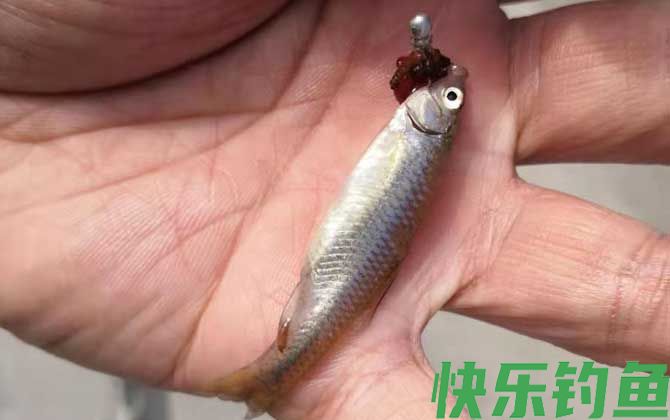 钓麦穗鱼