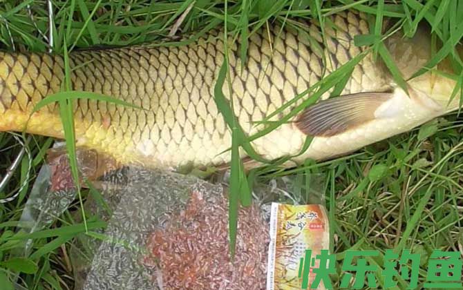 夏季钓鱼