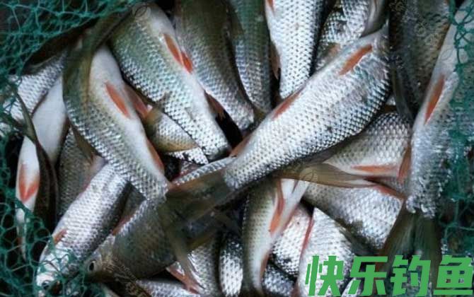 鲮鱼
