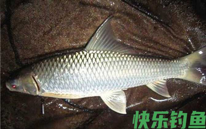 钓鲮鱼