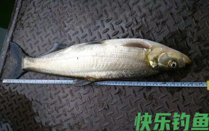 翘嘴红鲌