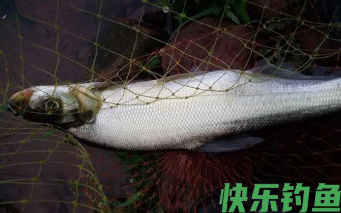 翘嘴红鲌
