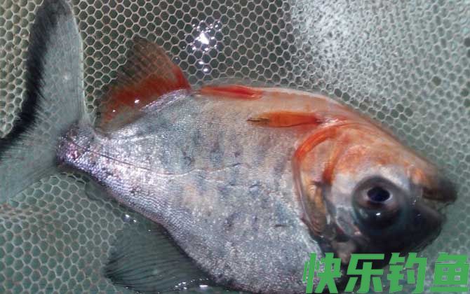 淡水红鲳鱼