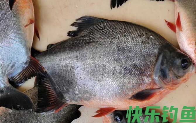 淡水红鲳鱼