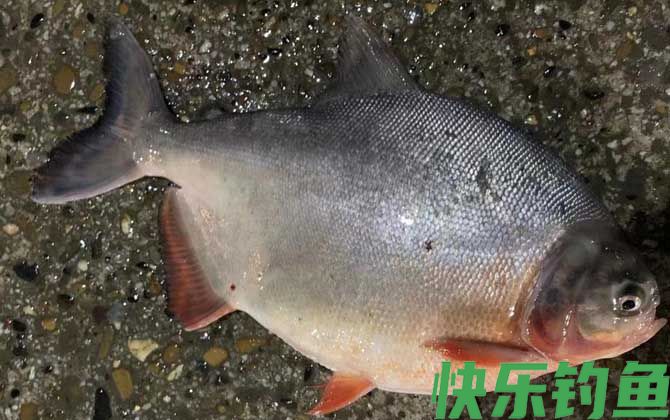 淡水红鲳鱼