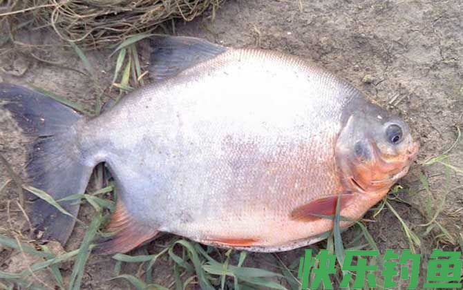 淡水红鲳鱼