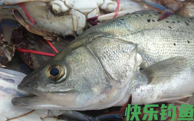 钓鲈鱼