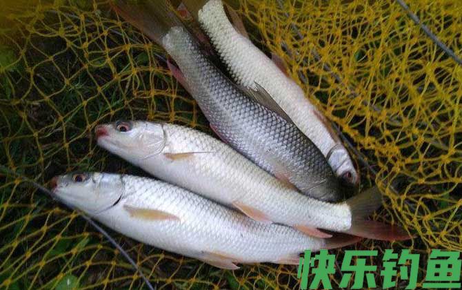 野钓鲮鱼