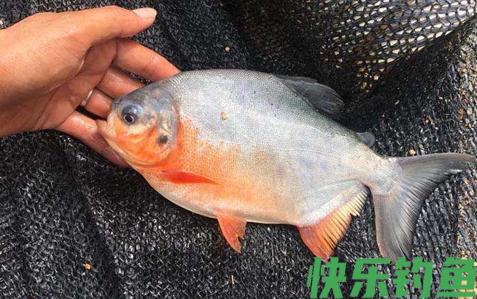 淡水白鲳