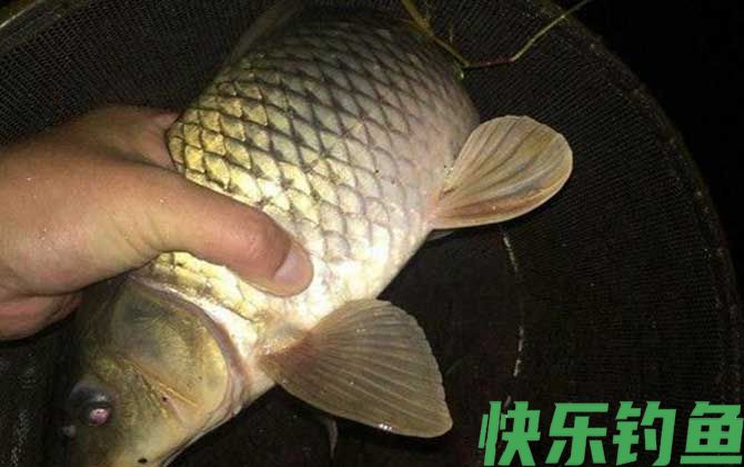 夜钓黑坑鲤鱼