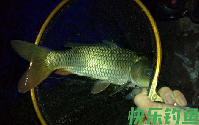 夜钓黑坑鲤鱼