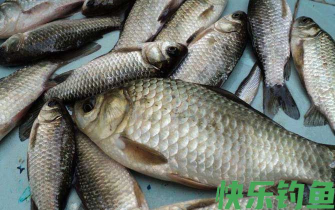 钓鲫鱼